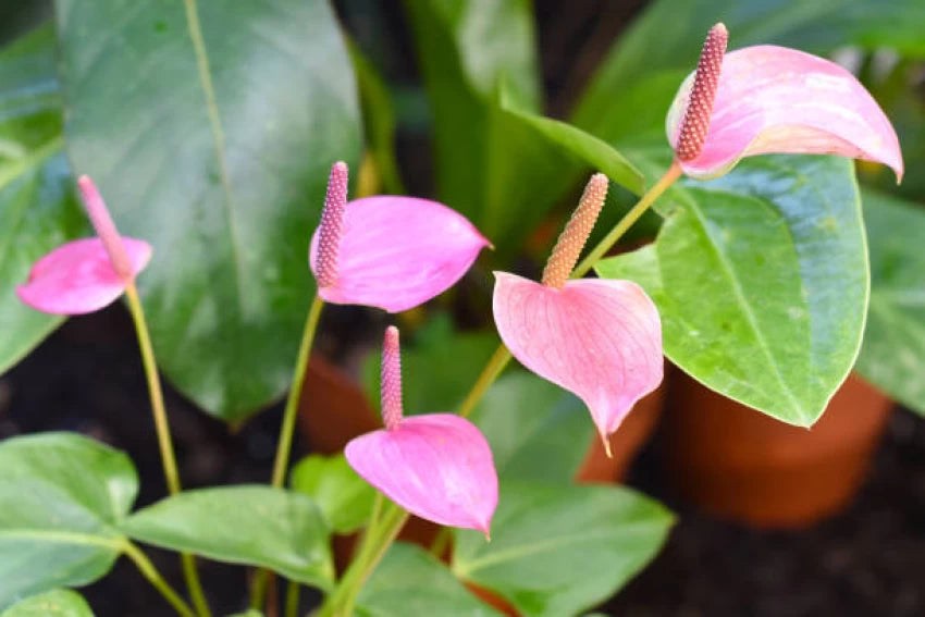 Anthurium Flower Seeds for Planting 100 - Flower for planting in home garden